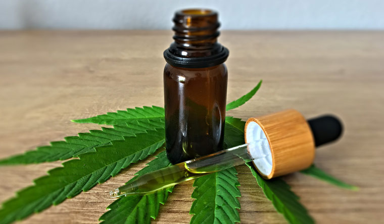 cannabis for CBD Products
