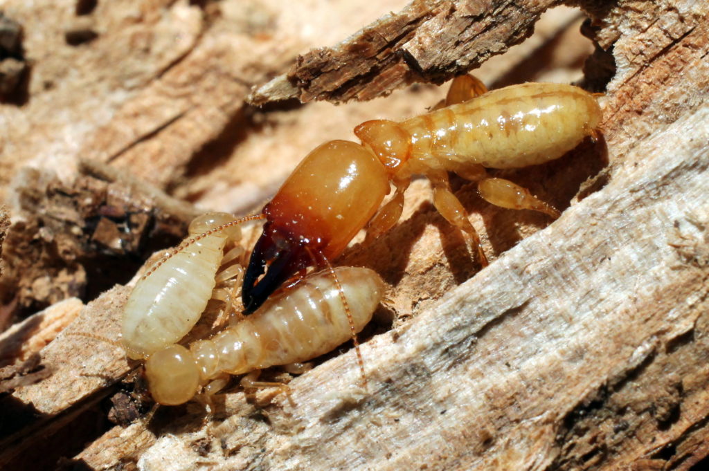 Anthem Termite control