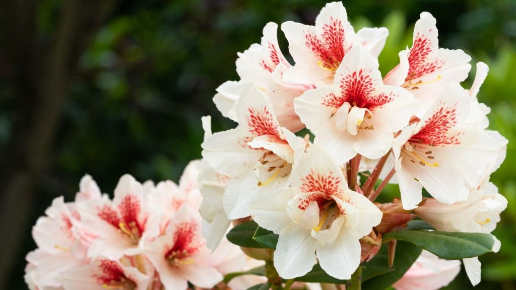 Rhododendron nursery